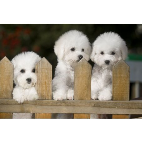 Kutyusok a kerítésnél     