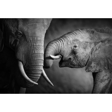 Gondoskodó elefánt