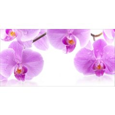 Orchidea