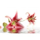 Virágok a vízben