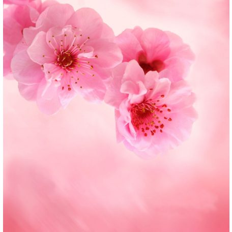 Pink virágok