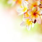 Orchidea falmatrica