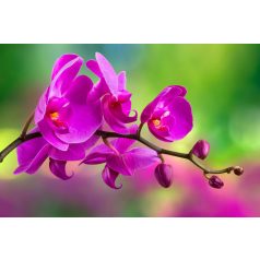 Rózsaszín orchidea