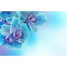 Kék orchidea 