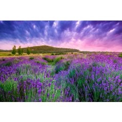 Levendula virágzás Tihanyban
