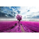 Rózsaszín hangulat