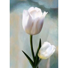 Tulipán
