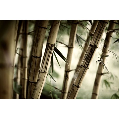 Bambusz     